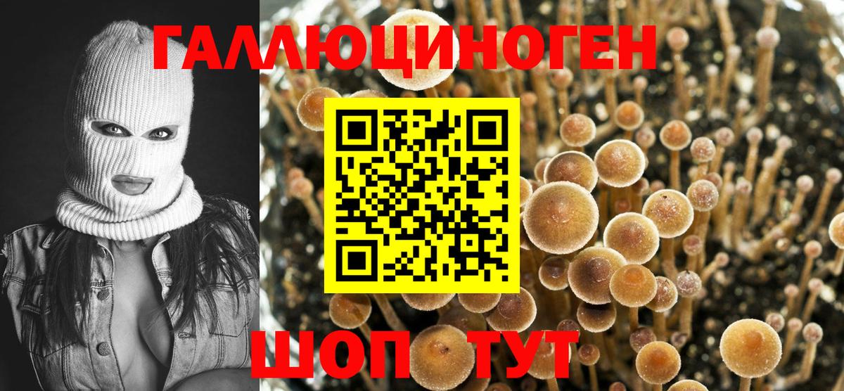 Ярославль  Псилоцибиновые грибы Psilocybe  Вход с VPN 